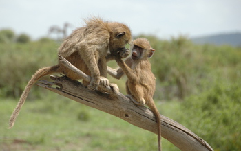 Infant baboon reaching toward an older juvenile who is feeding.